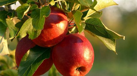 La manzana es fácil de conseguir en nuestro país y práctica para llevarse en la bolsa o mochila. ESPECIAL / CANVA