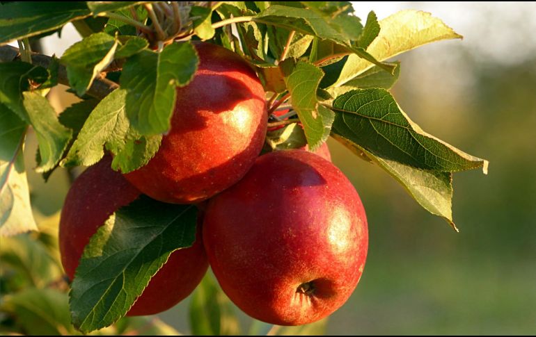 La manzana es fácil de conseguir en nuestro país y práctica para llevarse en la bolsa o mochila. ESPECIAL / CANVA
