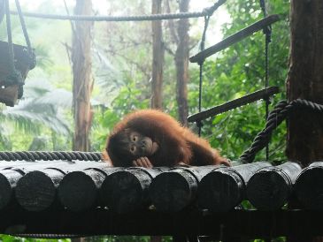 El estudio evidencia la importancia de diseñar experimentos adaptados a cada especie para evaluar las capacidades de los animales, y no solo de los grandes simios, dice a la plataforma SMC. Unsplash