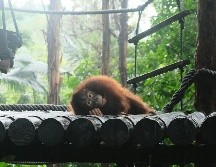 El estudio evidencia la importancia de diseñar experimentos adaptados a cada especie para evaluar las capacidades de los animales, y no solo de los grandes simios, dice a la plataforma SMC. Unsplash