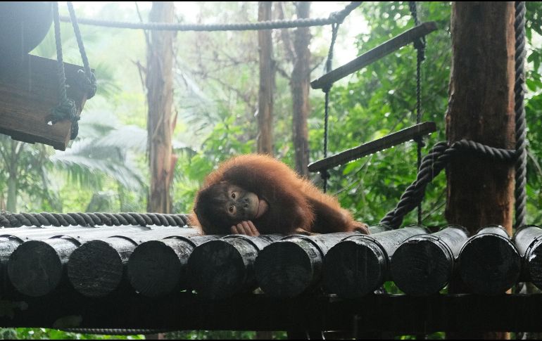 El estudio evidencia la importancia de diseñar experimentos adaptados a cada especie para evaluar las capacidades de los animales, y no solo de los grandes simios, dice a la plataforma SMC. Unsplash