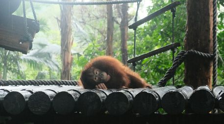 El estudio evidencia la importancia de diseñar experimentos adaptados a cada especie para evaluar las capacidades de los animales, y no solo de los grandes simios, dice a la plataforma SMC. Unsplash