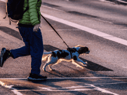 Salir con un perro a la calle sin correa puede provocar incidentes con otras mascotas, niños e incluso con personas de la tercera edad. CANVA