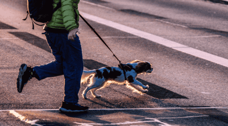 Salir con un perro a la calle sin correa puede provocar incidentes con otras mascotas, niños e incluso con personas de la tercera edad. CANVA