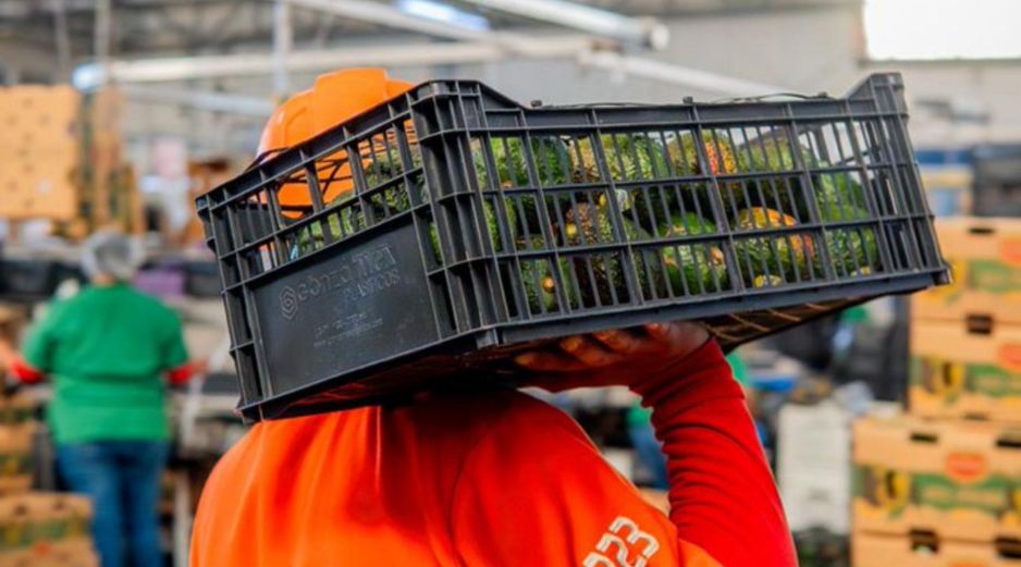 Michoacán lidera la producción de aguacate; Jalisco es segundo con 400 mil toneladas anuales. ESPECIAL