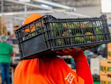 Michoacán lidera la producción de aguacate; Jalisco es segundo con 400 mil toneladas anuales. ESPECIAL