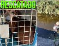 El perro estaba atorado en un arroyo pluvial de Guadalajara. ESPECIAL / Gobierno de Guadalajara