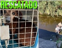 El perro estaba atorado en un arroyo pluvial de Guadalajara. ESPECIAL / Gobierno de Guadalajara