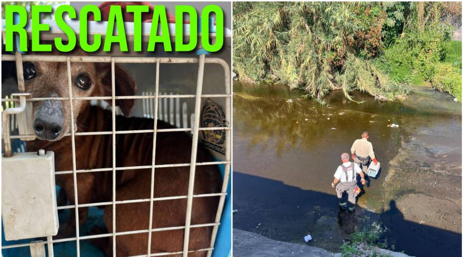 El perro estaba atorado en un arroyo pluvial de Guadalajara. ESPECIAL / Gobierno de Guadalajara