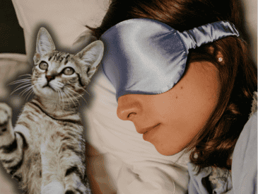 Un error común entre los propietarios es asumir que el gato tiene hambre cuando maúlla de madrugada. ESPECIAL