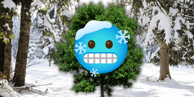 Agricultura: Por qu&eacute; debes plantar &aacute;rboles frutales en invierno