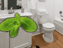 La mayoría de estas plantas prefieren luz indirecta o sombra, una condición común en los baños. ESPECIAL/Canva