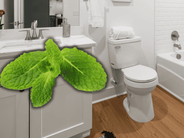 La mayoría de estas plantas prefieren luz indirecta o sombra, una condición común en los baños. ESPECIAL/Canva