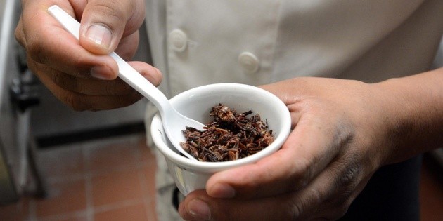 &iquest;Qu&eacute; tan saludable es comer chapulines a menudo?