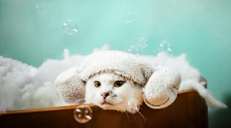 Es necesario bañarlos a pesar de que se limpien solos, en especial si pasan mucho tiempo fuera de casa, así previenes enfermedades o infecciones. CANVA