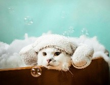 Es necesario bañarlos a pesar de que se limpien solos, en especial si pasan mucho tiempo fuera de casa, así previenes enfermedades o infecciones. CANVA