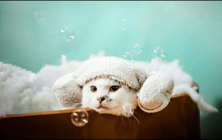 Es necesario bañarlos a pesar de que se limpien solos, en especial si pasan mucho tiempo fuera de casa, así previenes enfermedades o infecciones. CANVA