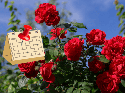 El 7 de febrero se convierte en una fecha dedicada a celebrar el significado cultural y emocional de la rosa, una flor que ha trascendido el tiempo. CANVA