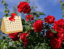 El 7 de febrero se convierte en una fecha dedicada a celebrar el significado cultural y emocional de la rosa, una flor que ha trascendido el tiempo. CANVA