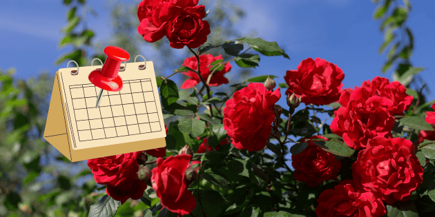 D&iacute;a de la Rosa: Por qu&eacute; se celebra hoy 07 de febrero