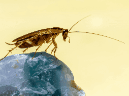 La recomendación general es mantener los espacios limpios, sellar rendijas y grietas, y evitar acumular basura. ESPECIAL