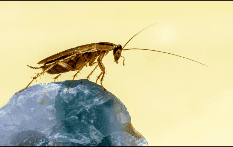 La recomendación general es mantener los espacios limpios, sellar rendijas y grietas, y evitar acumular basura. ESPECIAL