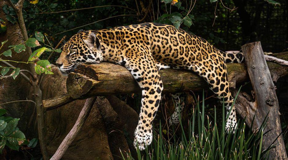 La Semarnat informó que Yucatán será una región clave en las acciones para garantizar la supervivencia del jaguar en el país. EL INFORMADOR/ARCHIVO