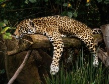 La Semarnat informó que Yucatán será una región clave en las acciones para garantizar la supervivencia del jaguar en el país. EL INFORMADOR/ARCHIVO