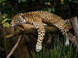 La Semarnat informó que Yucatán será una región clave en las acciones para garantizar la supervivencia del jaguar en el país. EL INFORMADOR/ARCHIVO