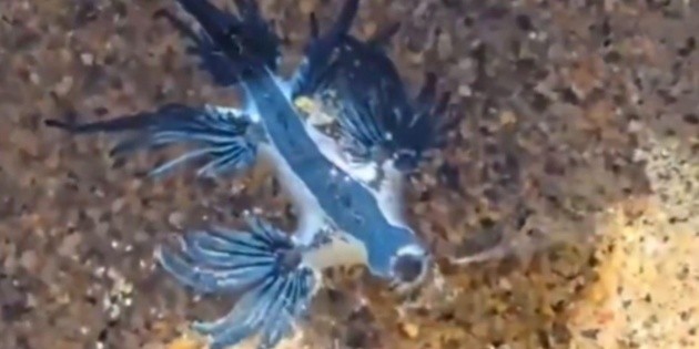 Emiten alerta preventiva por avistamiento de drag&oacute;n azul en Manzanillo