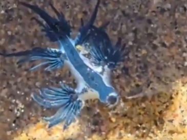 El dragón azul es una babosa marina de reducido tamaño y tonalidad azul intenso. ESPECIAL