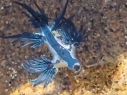El dragón azul es una babosa marina de reducido tamaño y tonalidad azul intenso. ESPECIAL