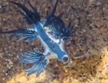 El dragón azul es una babosa marina de reducido tamaño y tonalidad azul intenso. ESPECIAL