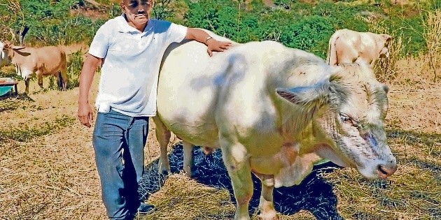 M&eacute;xico importar&aacute; 110 millones de moscas contra el gusano barrenador