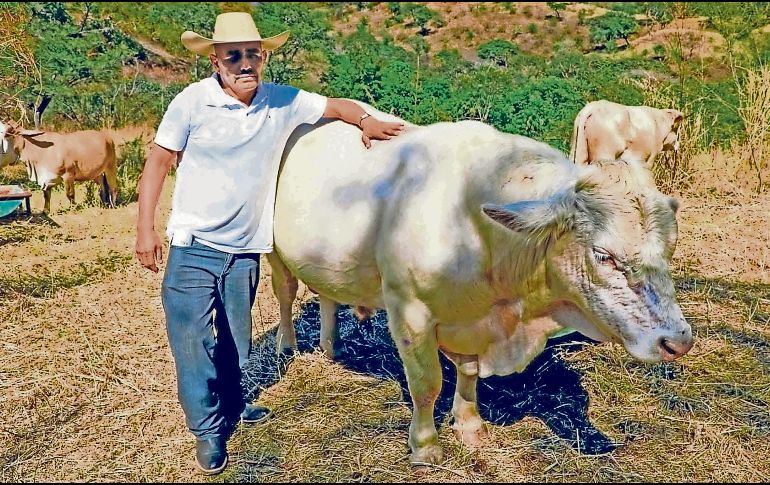 El Senasica reforzará el combate al gusano barrenador. EL INFORMADOR/Archivo