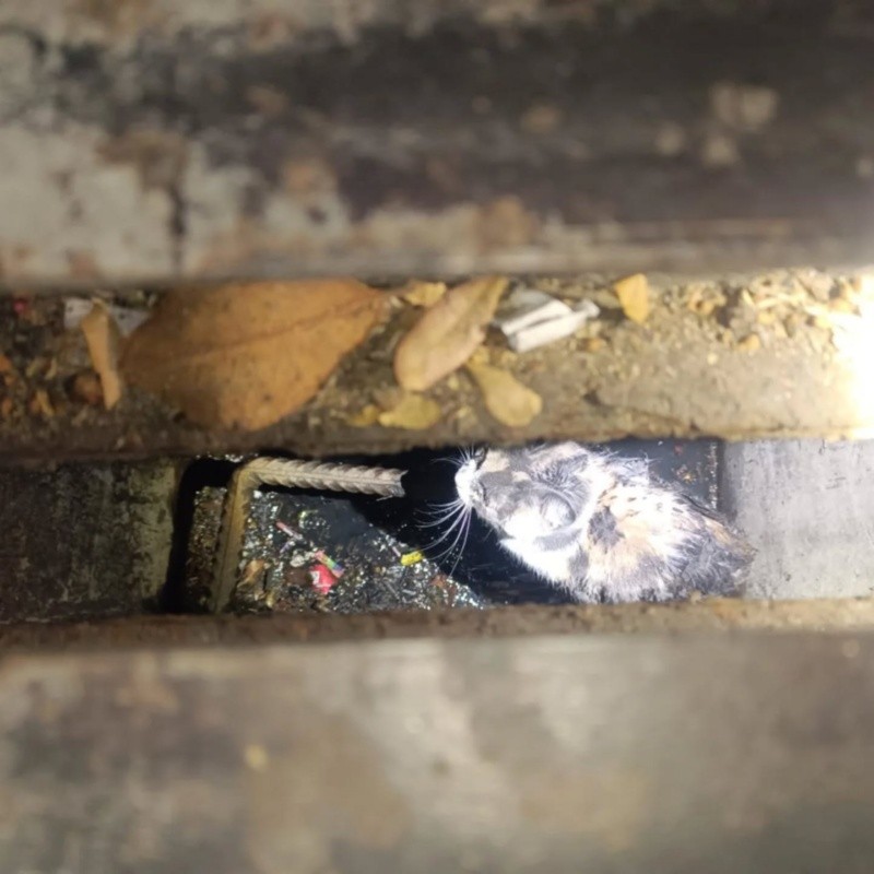 CORTESÍA/ Protección Civil y Bomberos de Guadalajara