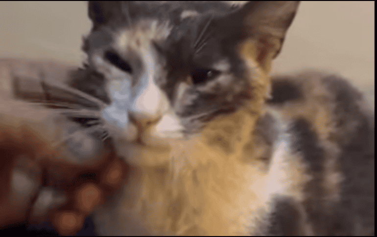 La gatita que estaba atrapada en una alcantarilla en las calles Esteban a la Torre y Jarauta, en la colonia San Juan de Dios. CORTESÍA/ Protección Civil y Bomberos de Guadalajara