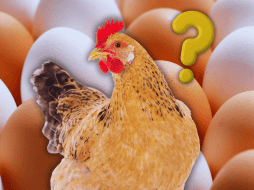 El color de la cáscara obedece única y exclusivamente a factores genéticos. ESPECIAL / CANVA