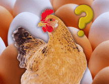 El color de la cáscara obedece única y exclusivamente a factores genéticos. ESPECIAL / CANVA