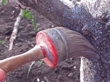 Pintar los árboles con cal es una medida sencilla que contribuye al cuidado y protección del arbolado, ayudando a mantenerlos sanos frente a condiciones climáticas adversas y a la presencia de insectos. CANVA