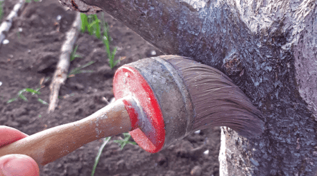 Pintar los árboles con cal es una medida sencilla que contribuye al cuidado y protección del arbolado, ayudando a mantenerlos sanos frente a condiciones climáticas adversas y a la presencia de insectos. CANVA
