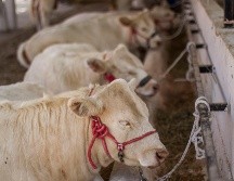 Autoridades sanitarias mantienen vigilancia permanente en corrales certificados para evitar la propagación del parásito. EL INFORMADOR/ARCHIVO