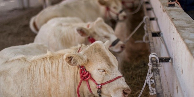 Jalisco registra segundo caso de gusano barrenador del ganado