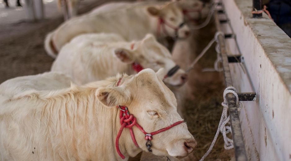 Autoridades sanitarias mantienen vigilancia permanente en corrales certificados para evitar la propagación del parásito. EL INFORMADOR/ARCHIVO