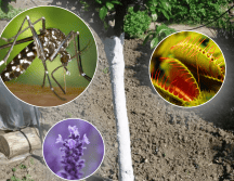 En comparación con insecticidas químicos estas alternativas son más amigables con el medio ambiente y aportan beneficios estéticos y aromáticos. PIXABAY/PRINTEREST/CANVA/ESPECIAL