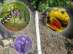 En comparación con insecticidas químicos estas alternativas son más amigables con el medio ambiente y aportan beneficios estéticos y aromáticos. PIXABAY/PRINTEREST/CANVA/ESPECIAL