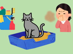 Los gatos deben bañarse al rededor de 3 veces al año, cada 3 o 4 meses, en especial si suelen salir de casa. CANVA