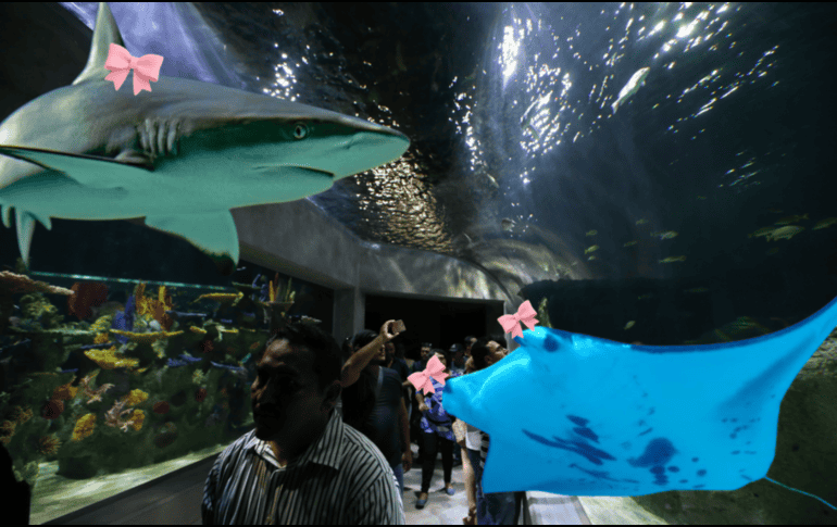 Para quienes buscan salir de lo convencional, el Acuario Michin Guadalajara alista una experiencia nocturna. ESPECIAL/ EL INFORAMADOR/ ARCHIVO