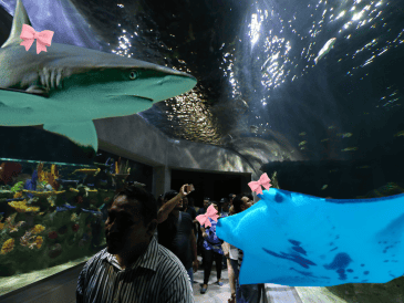 Para quienes buscan salir de lo convencional, el Acuario Michin Guadalajara alista una experiencia nocturna. ESPECIAL/ EL INFORAMADOR/ ARCHIVO