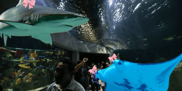 Acuario Michin Guadalajara: Celebra San Valent&iacute;n con una noche entre tiburones y rayas